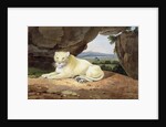 Lioness by Samuel Howitt