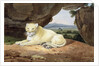 Lioness by Samuel Howitt