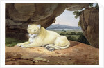 Lioness by Samuel Howitt