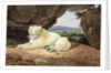 Lioness by Samuel Howitt