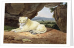 Lioness by Samuel Howitt
