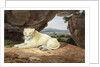 Lioness by Samuel Howitt