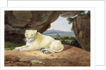 Lioness by Samuel Howitt