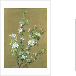 Apple Blossom by Jean Benner