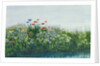 Poppies by a Stream by Andrew Nicholl