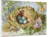 A Nest of Eggs, 1871 by Jabez Bligh