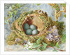 A Nest of Eggs, 1871 by Jabez Bligh