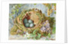 A Nest of Eggs, 1871 by Jabez Bligh