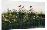 Poppies, Daisies and Thistles on a River Bank by Andrew Nicholl