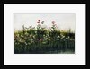 Poppies, Daisies and Thistles on a River Bank by Andrew Nicholl