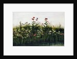 Poppies, Daisies and Thistles on a River Bank by Andrew Nicholl