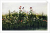 Poppies, Daisies and Thistles on a River Bank by Andrew Nicholl