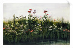 Poppies, Daisies and Thistles on a River Bank by Andrew Nicholl