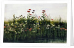 Poppies, Daisies and Thistles on a River Bank by Andrew Nicholl
