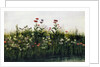 Poppies, Daisies and Thistles on a River Bank by Andrew Nicholl