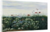 Poppies, Daisies and other Flowers by the Sea by Andrew Nicholl