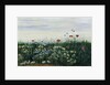 Poppies, Daisies and other Flowers by the Sea by Andrew Nicholl