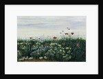 Poppies, Daisies and other Flowers by the Sea by Andrew Nicholl
