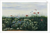 Poppies, Daisies and other Flowers by the Sea by Andrew Nicholl