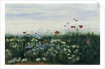 Poppies, Daisies and other Flowers by the Sea by Andrew Nicholl