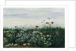 Poppies, Daisies and other Flowers by the Sea by Andrew Nicholl