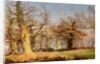 Oak Trees in Sherwood Forest, 1877 by Andrew MacCallum