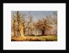 Oak Trees in Sherwood Forest, 1877 by Andrew MacCallum