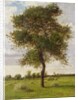 Study of an Ash Tree in Summer, 1883 by James Hey Davies