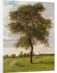 Study of an Ash Tree in Summer, 1883 by James Hey Davies