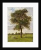 Study of an Ash Tree in Summer, 1883 by James Hey Davies