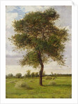 Study of an Ash Tree in Summer, 1883 by James Hey Davies