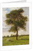 Study of an Ash Tree in Summer, 1883 by James Hey Davies