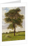 Study of an Ash Tree in Summer, 1883 by James Hey Davies