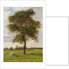Study of an Ash Tree in Summer, 1883 by James Hey Davies