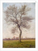 Study of an Ash Tree in Winter, 1883 by James Hey Davies