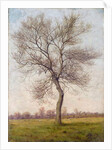 Study of an Ash Tree in Winter, 1883 by James Hey Davies
