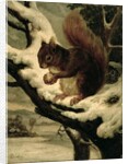 A Red Squirrel Eating a Nut by Basil Bradley