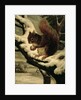 A Red Squirrel Eating a Nut by Basil Bradley