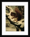 A Red Squirrel Eating a Nut by Basil Bradley