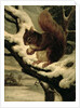 A Red Squirrel Eating a Nut by Basil Bradley