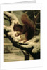 A Red Squirrel Eating a Nut by Basil Bradley