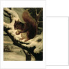 A Red Squirrel Eating a Nut by Basil Bradley