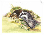 Badger and a Rabbit by Diane Matthes