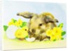 Easter bunny with primrose and chick by Diane Matthes