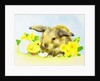 Easter bunny with primrose and chick by Diane Matthes