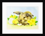 Easter bunny with primrose and chick by Diane Matthes