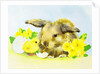 Easter bunny with primrose and chick by Diane Matthes