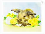 Easter bunny with primrose and chick by Diane Matthes