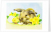 Easter bunny with primrose and chick by Diane Matthes
