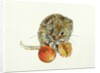 Vole with an Acorn by Diane Matthes